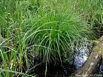 Общий вид растения