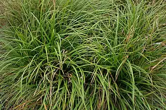 Общий вид растения, Ботанический сад в Орхус, Дания