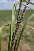 Осока (Carex acuta)