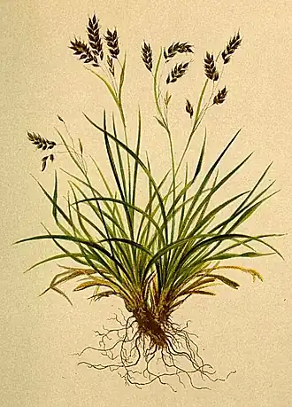 Ботаническая иллюстрация из книги Anton Hartinger
 «Atlas der Alenflora», 1882