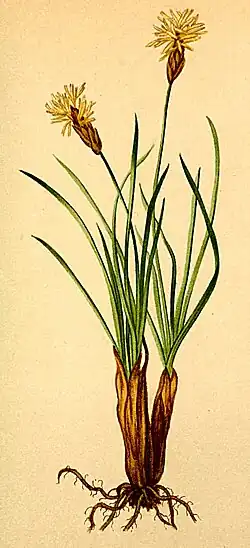 Общий вид цветущего растения.