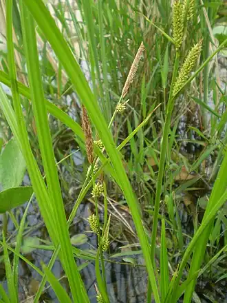 Общий вид растения