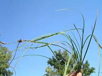 Общий вид растения, Южная Моравия, Чешская Республика