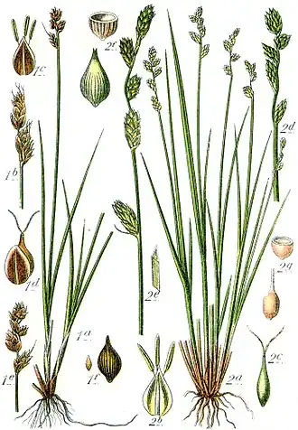 Ботаническая иллюстрация Якоба Штурма из книги Deutschlands Flora in Abbildungen, 17961 — Carex heleonastes