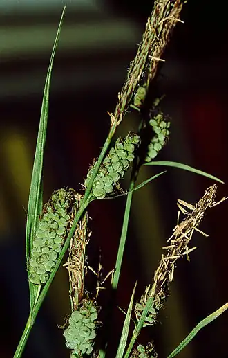 Соцветие, Унтерфранкен, Германия