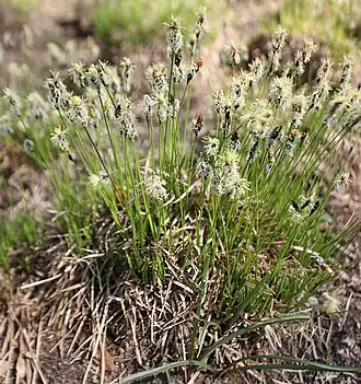 Осока2 мая 2010