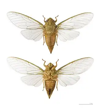 Carineta rufescens