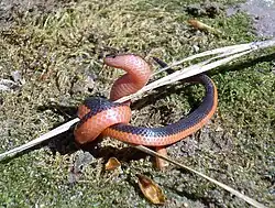 Carphophis vermis