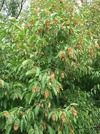 Листья и плоды