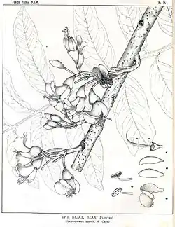 Castanospermum australe