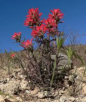 Castilleja angustifolia