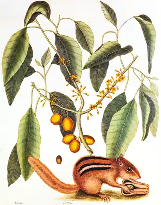 Иллюстрация из «Natural History of Carolina, Florida and the Bahama Islands»