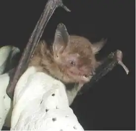 В районе Сонора (США).