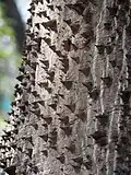 Шипы Сейбы великолепной (Ceiba speciosa)