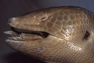 Музейный образец