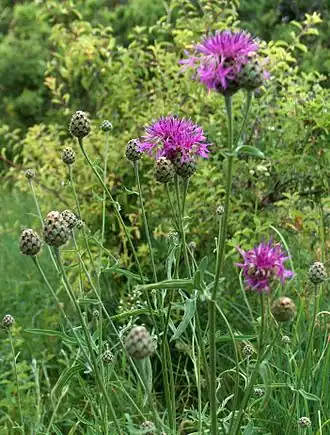Василёк шероховатый (Centaurea scabiosa)