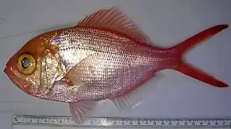 Центроберикс Дружинина