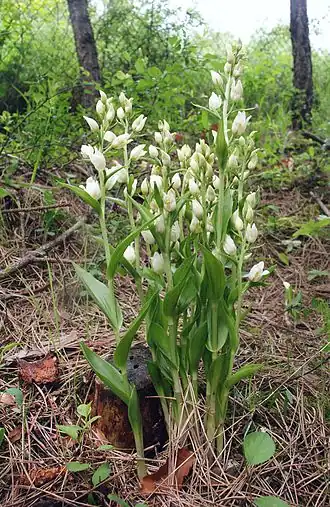Общий вид группы цветущих растений