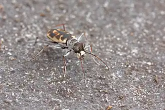 Скакун элегантный