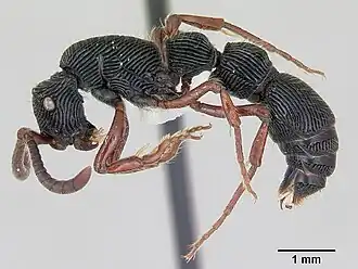 Муравей Chrysapace jacobsoni