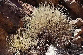 Ceraria namaquensis – типовой вид