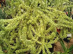 Portulacaria namaquensis