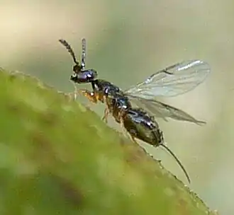 Ceratosolen capensis