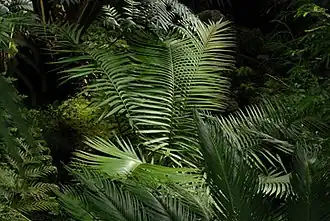 Общий вид растения