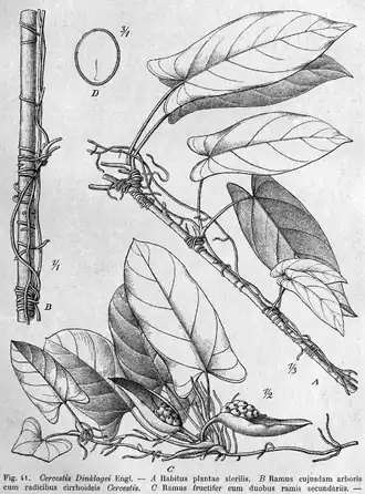 Cercestis dinklagei, Ботаническая иллюстрация А. Энглера в книге «Das Pflanzenreich», том 48, 1911 г.