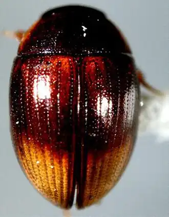 жук рода Cercyon