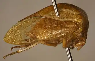 Ceresa vitulus