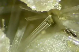 Сервантит (микрофотография)