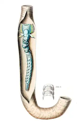 Chaetopterus variopedatus в трубке