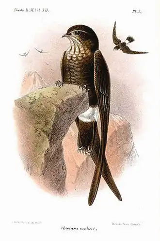 Пятнистогорлый иглохвост