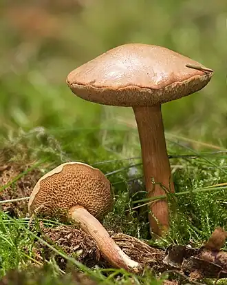 Перечный гриб (Chalciporus piperatus)