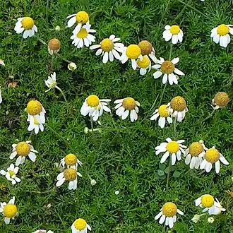 Ромашка римская