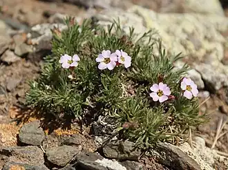 Хамеродос алтайская (Chamaerhodos altaica)