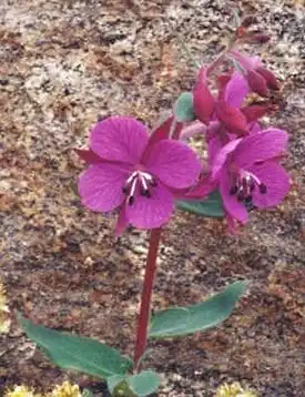 Epilobium latifolium