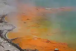 Бассейн с шампанским