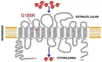 Метод локальной фиксации потенциала1 марта 2009