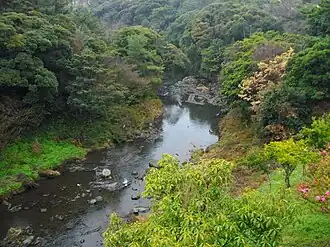 Субтропический вечнозелёный лес на острове Чеджу.