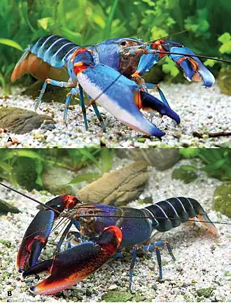 Рак Cherax alyciae