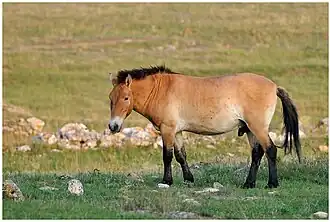 Лошадь Пржевальского