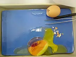 Эмбрион развившийся больше (1 неделя)