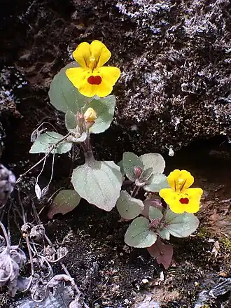 Erythranthe alsinoides