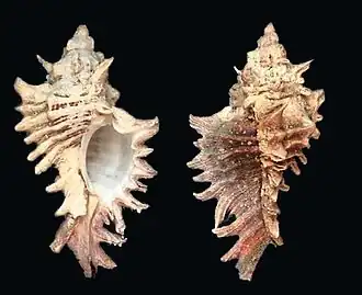 Раковина моллюска