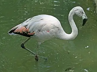 Молодая птица