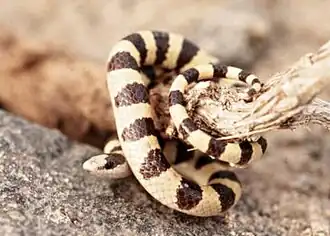 Западная лопатоносая змея