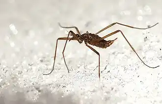 Самка Chionea araneoides