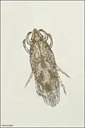 Chirodiscoides caviae